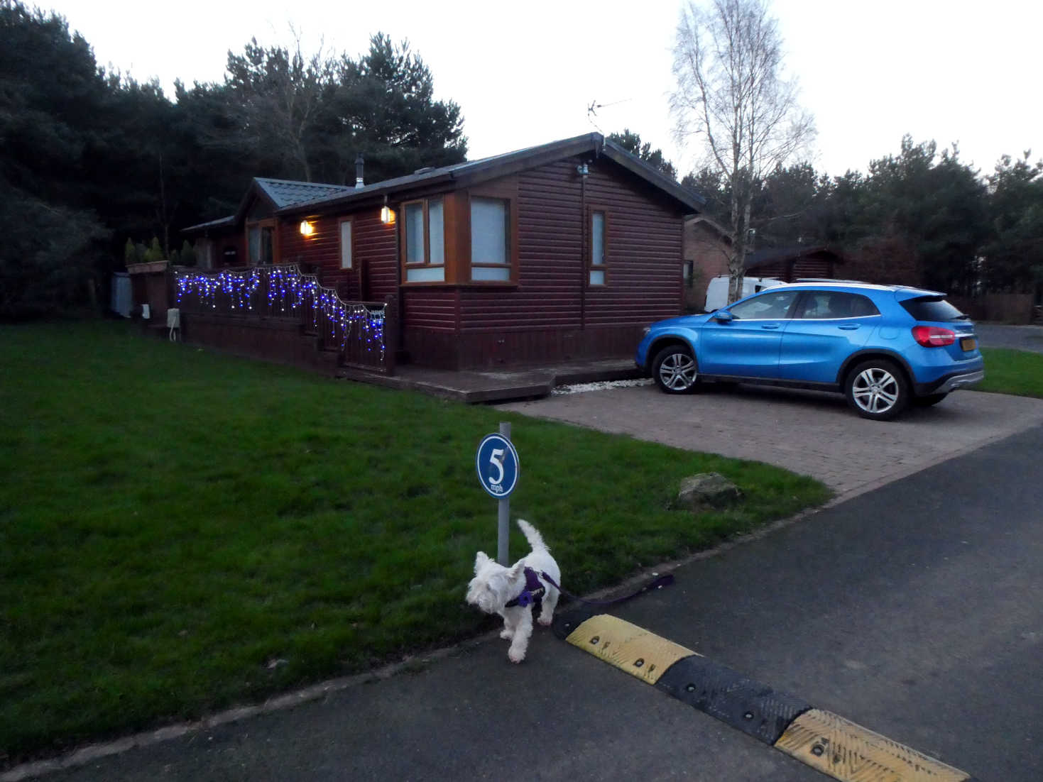 poppy the westie at Lodge in Felmoor Country Park