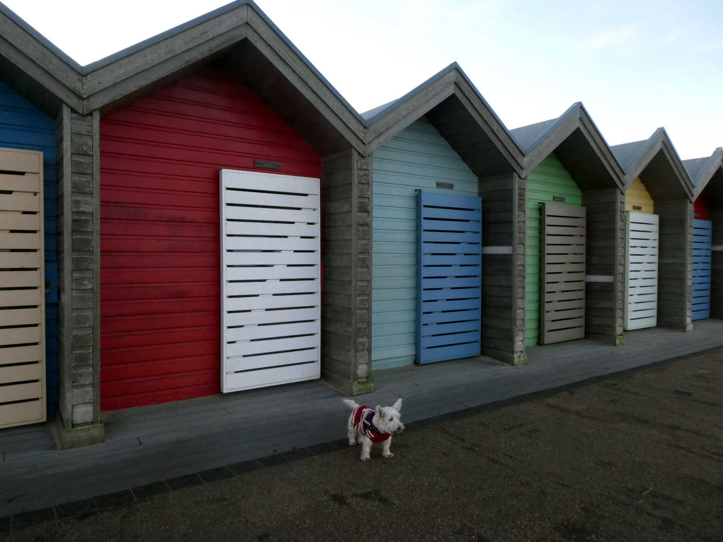 poppy the westie at the blyth beach huts