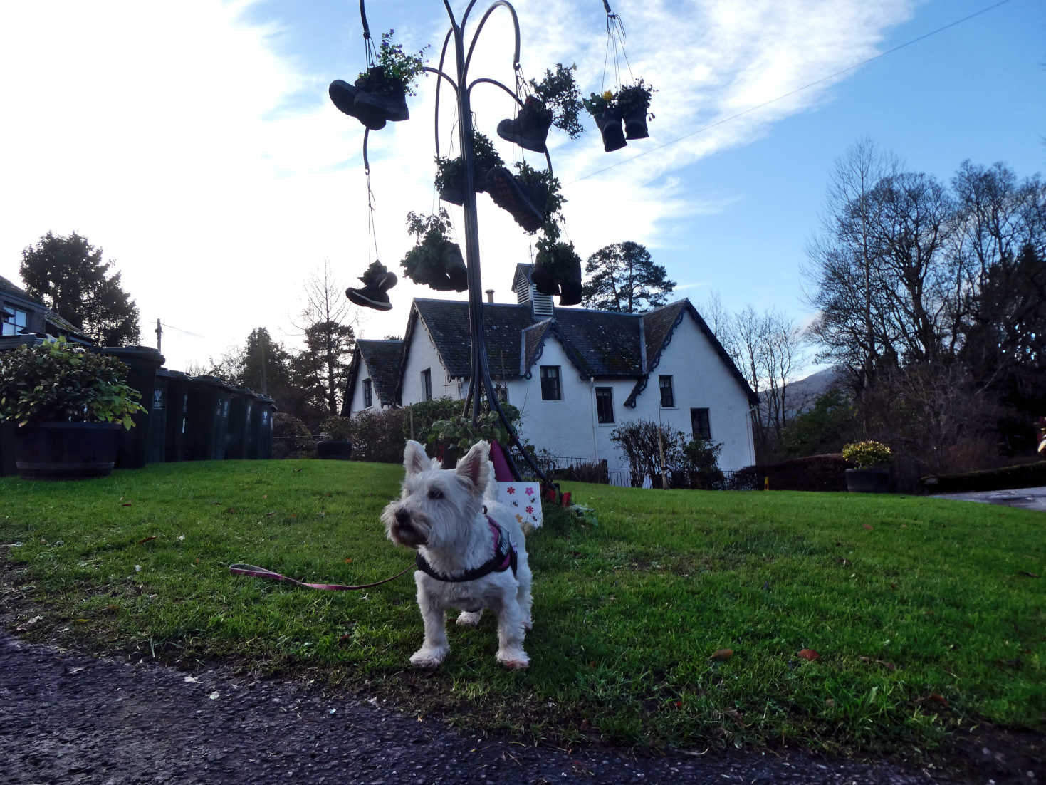 poppy the westie at the welly boot tree