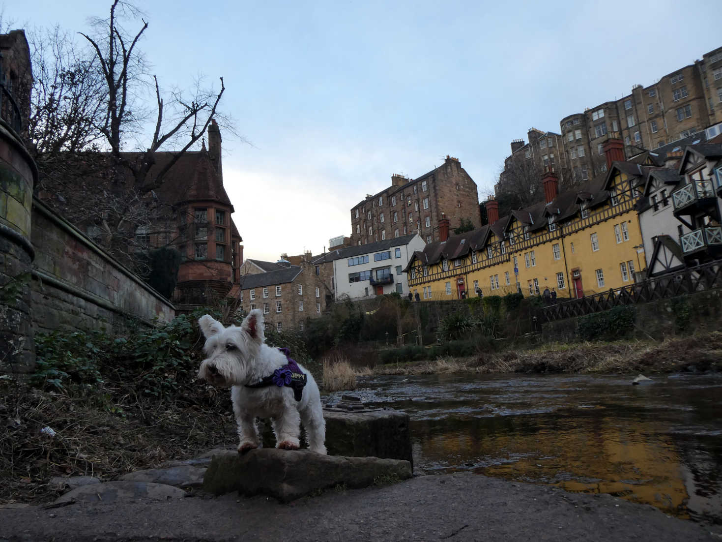 poppy the westie by the waters of lieth
