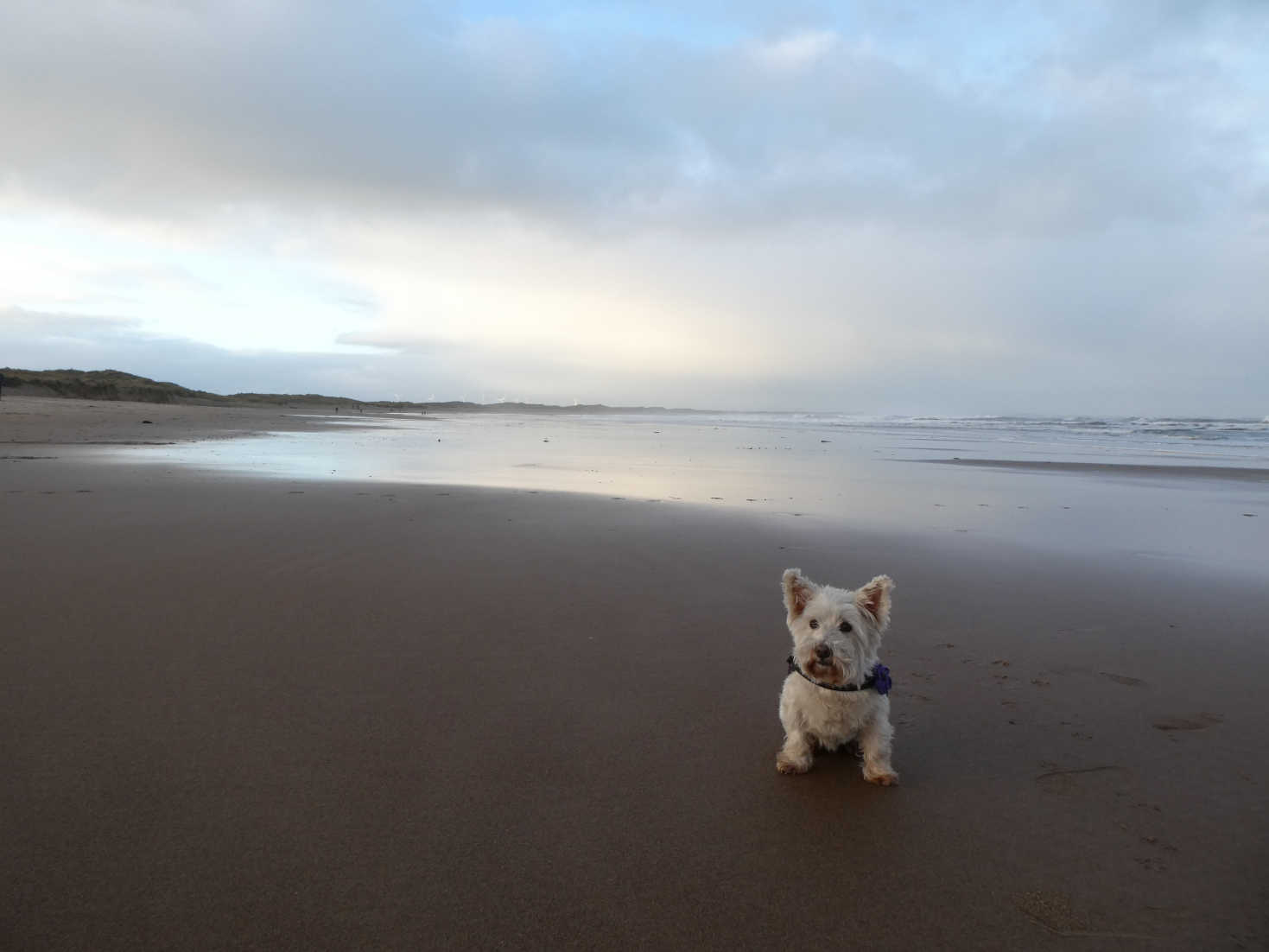 poppy the westie chilling on cresswell beach