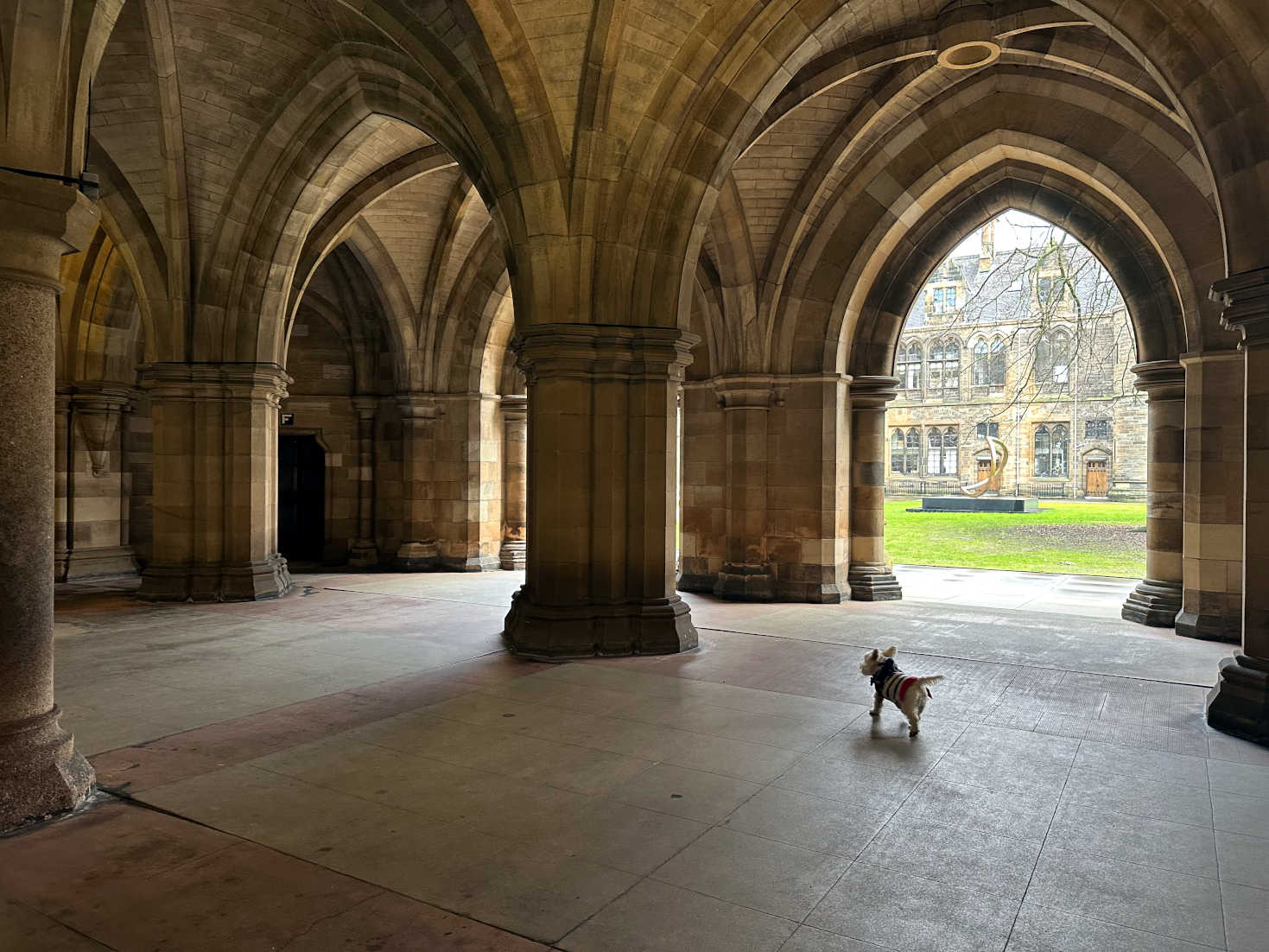 poppy the westie exploring the cloisters