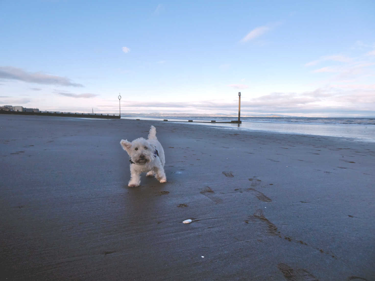 poppy the westie exploses portobellow beach