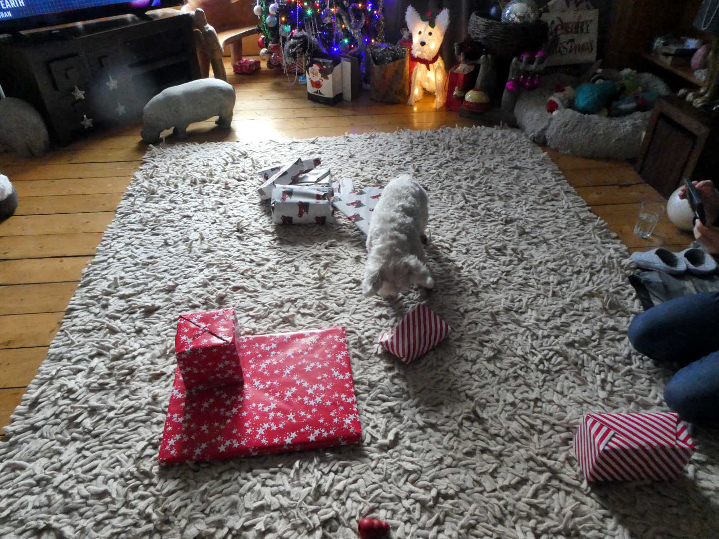 poppy the westie gets preasents