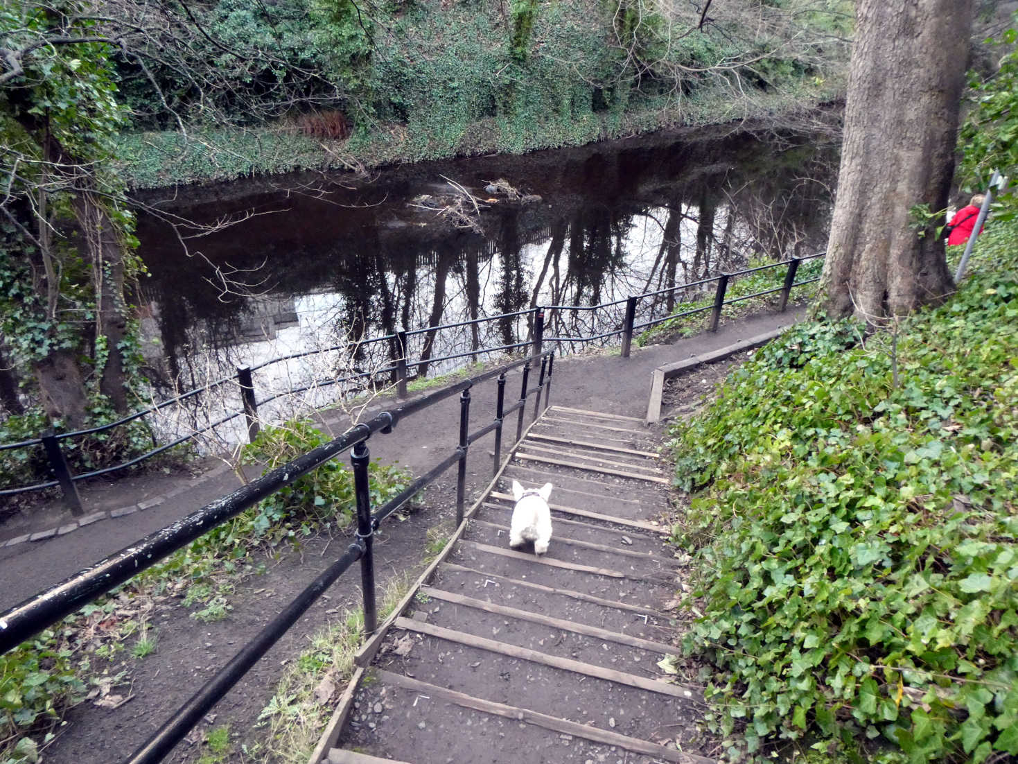 poppy the westie heads down to Lieth walk