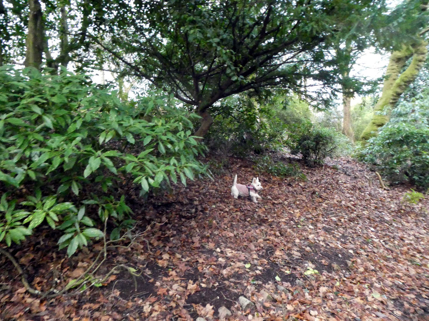 poppy the westie hunting squirlsees