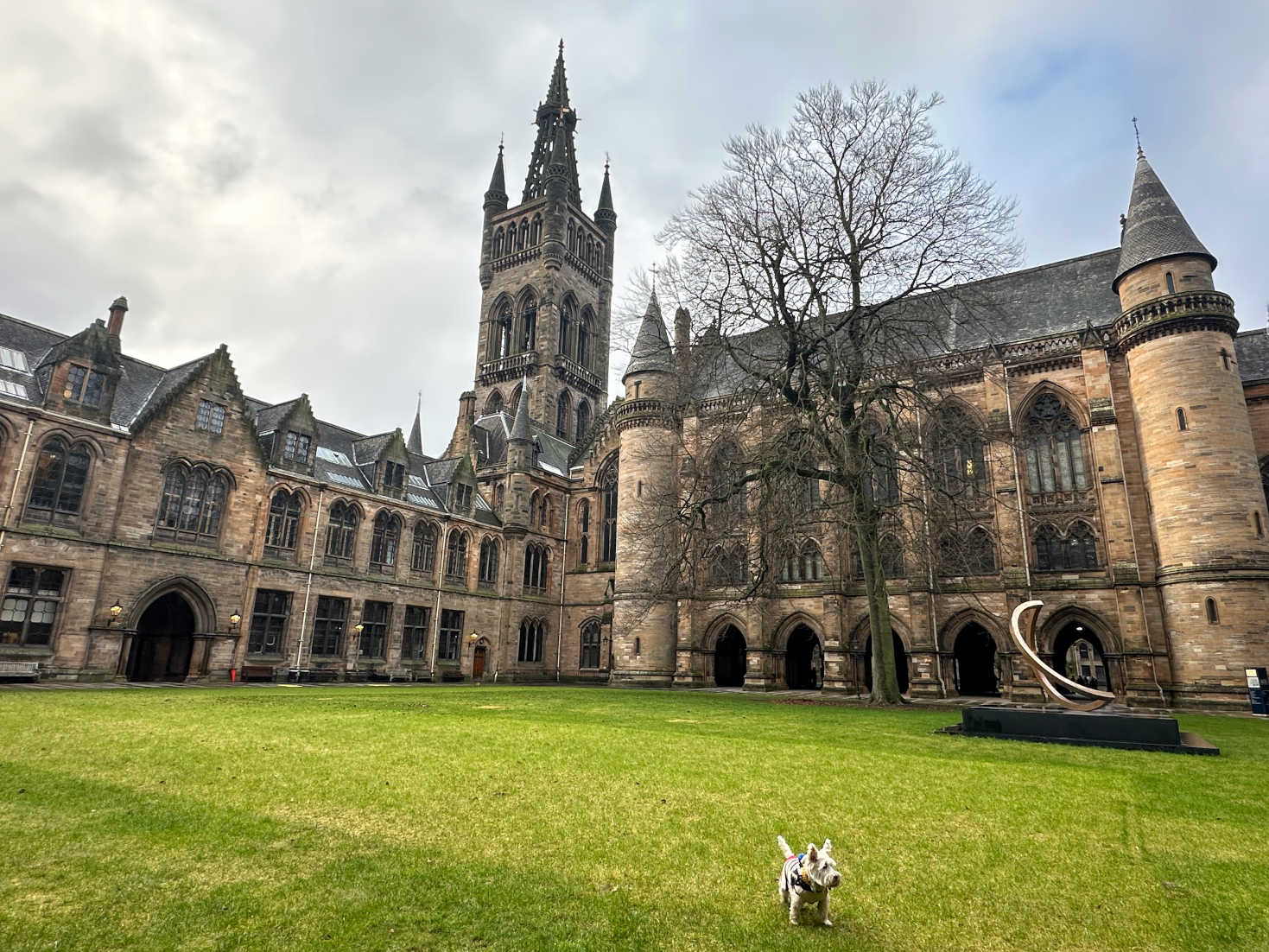 poppy the westie in Glasgow Uni