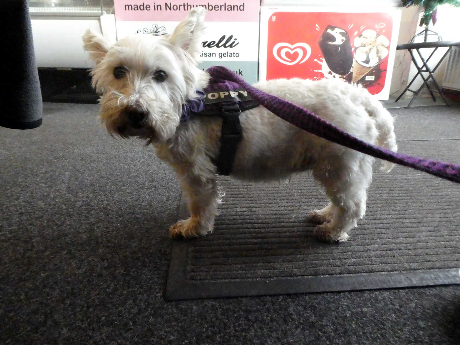 poppy the westie in The Vale Cafe Rothbury