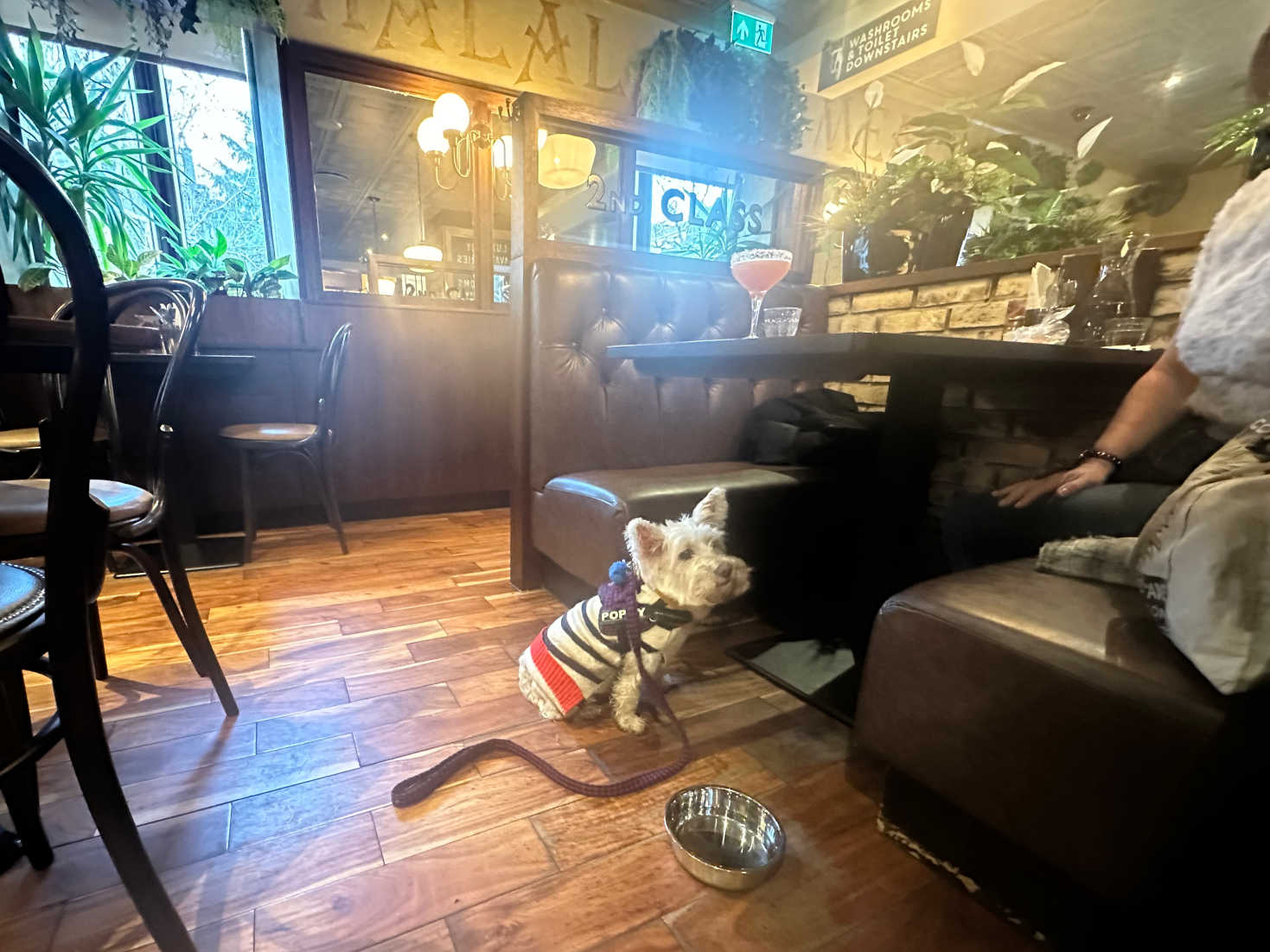 poppy the westie in chaakoo