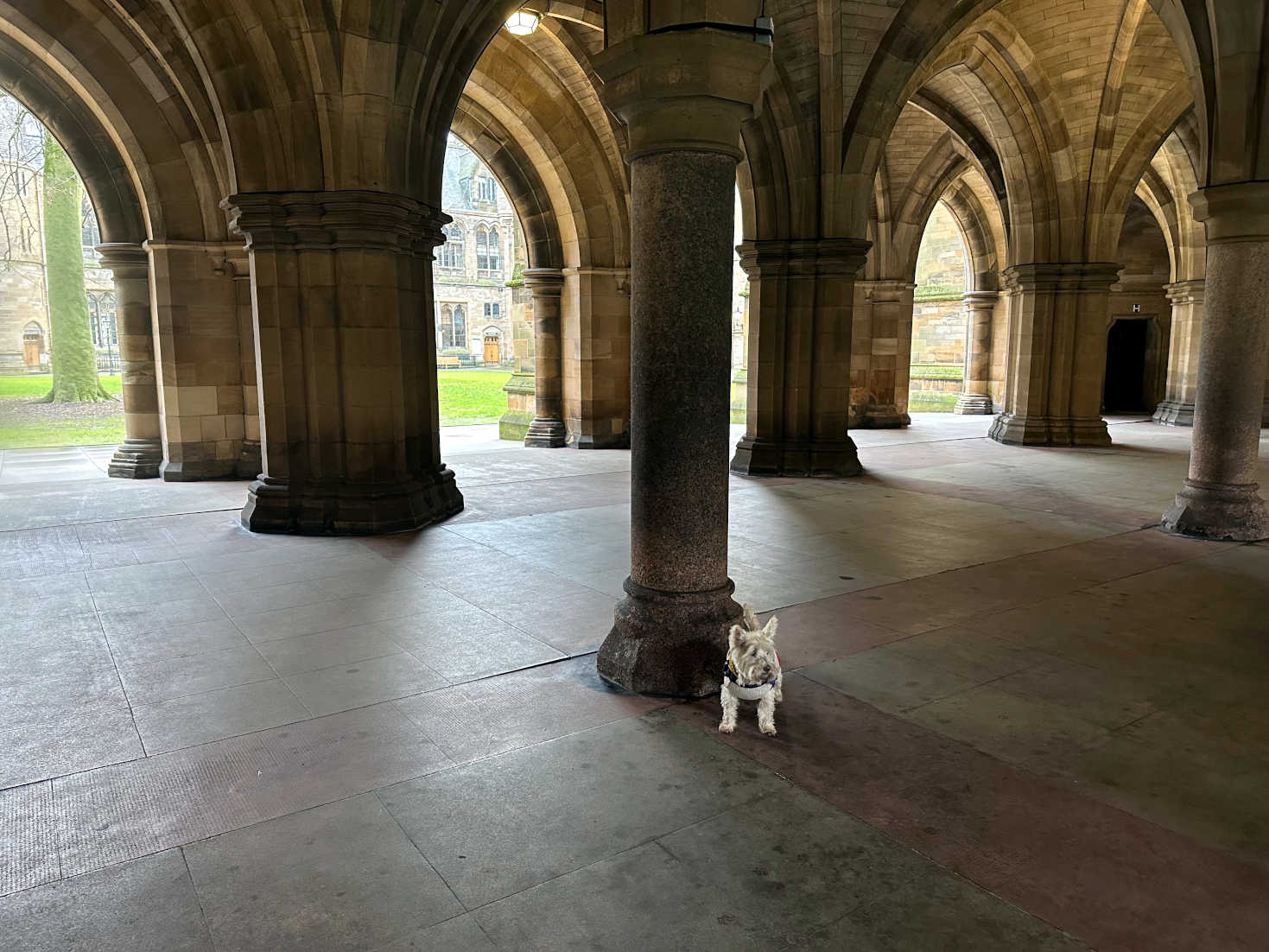 poppy the westie in glasgow unis cloisters