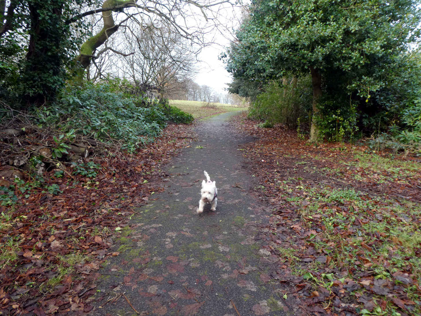 poppy the westie in home park