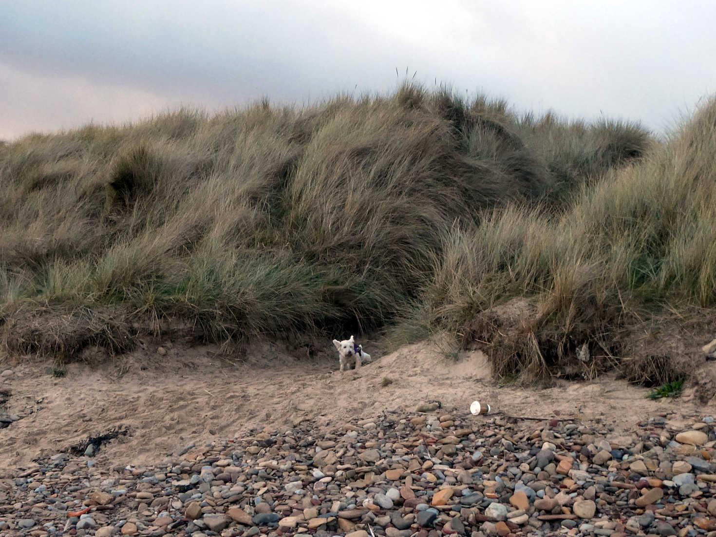 poppy the westie in the dunes at Druridge
