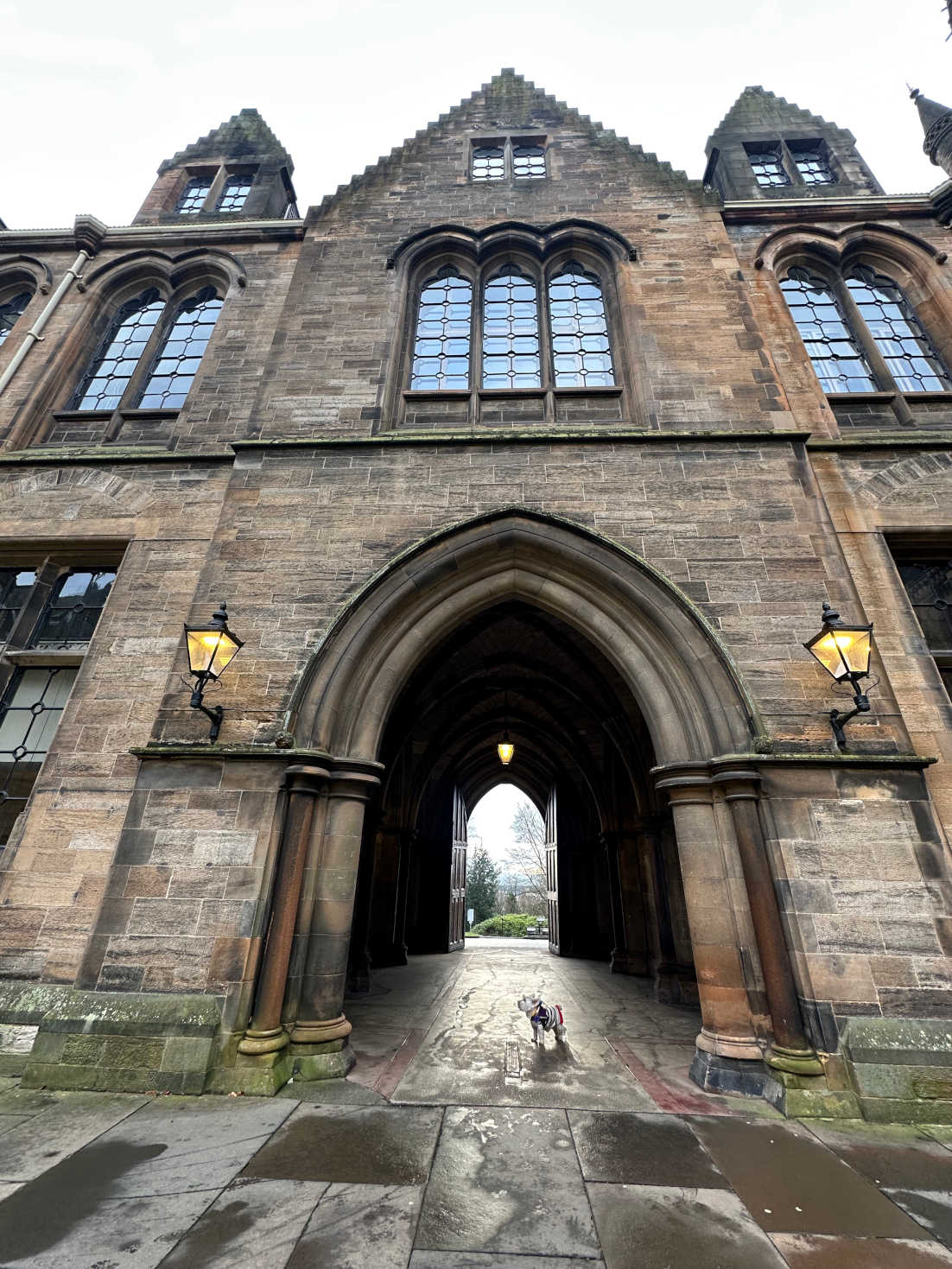 poppy the westie leaving Glasgow Uni