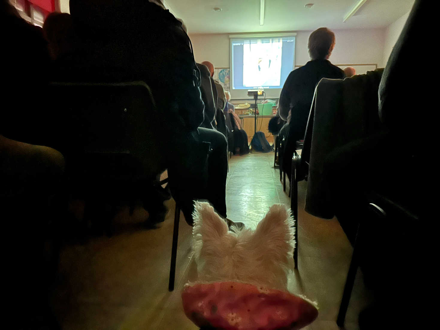 poppy the westie listning to Marco Giannasi