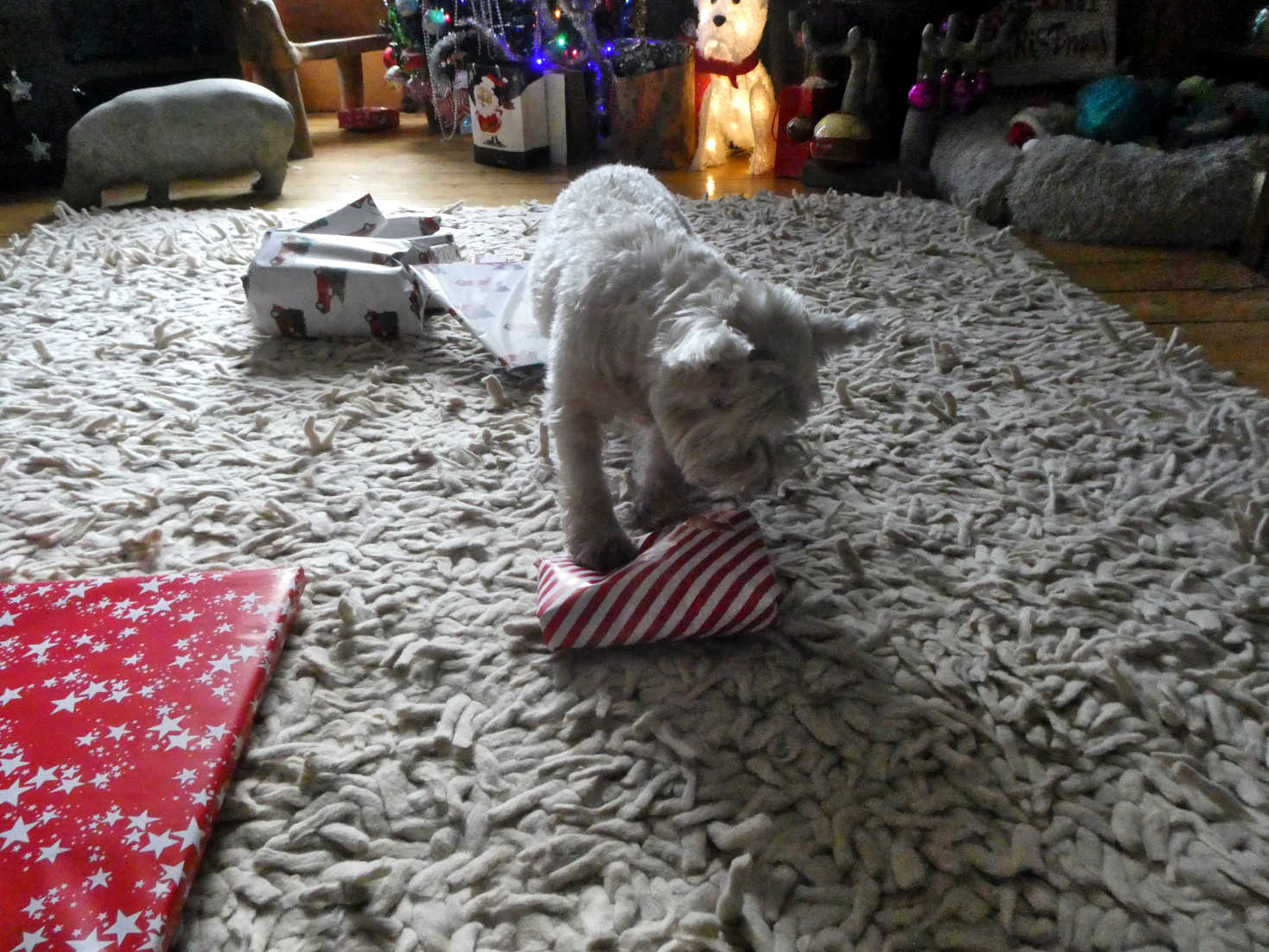 poppy the westie nearly there