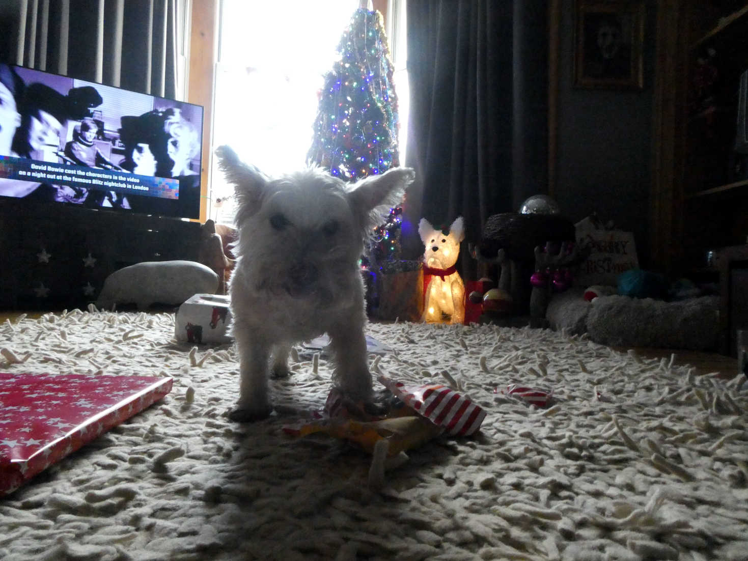 poppy the westie new toy