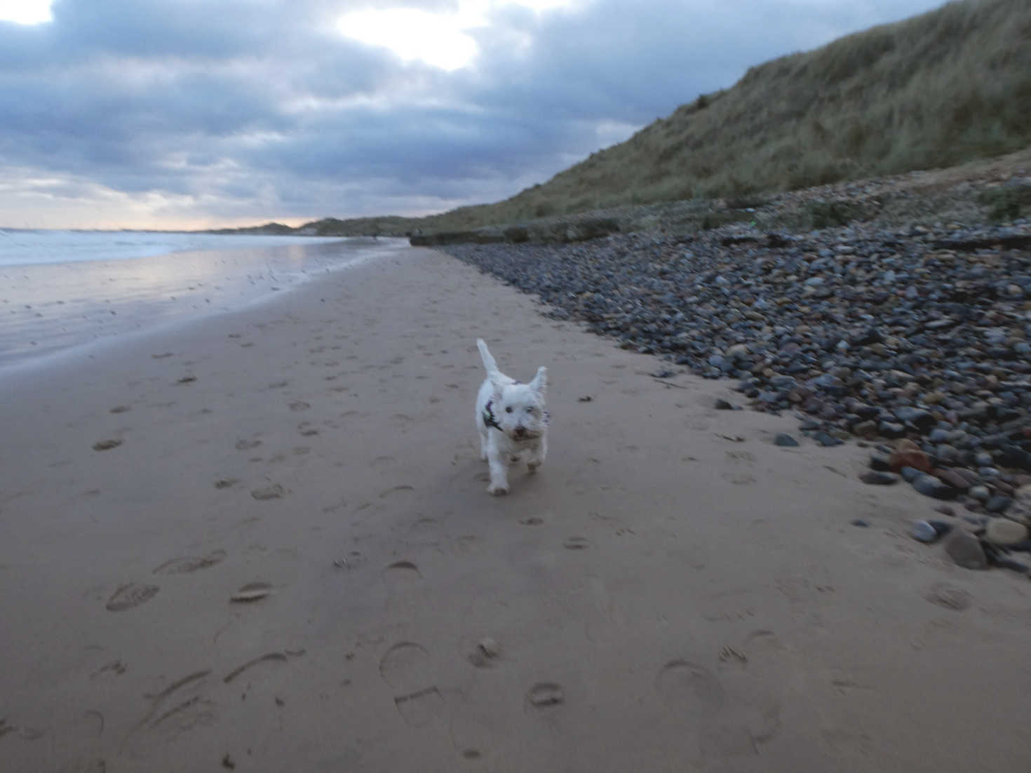 poppy the westie on Druridge Bay