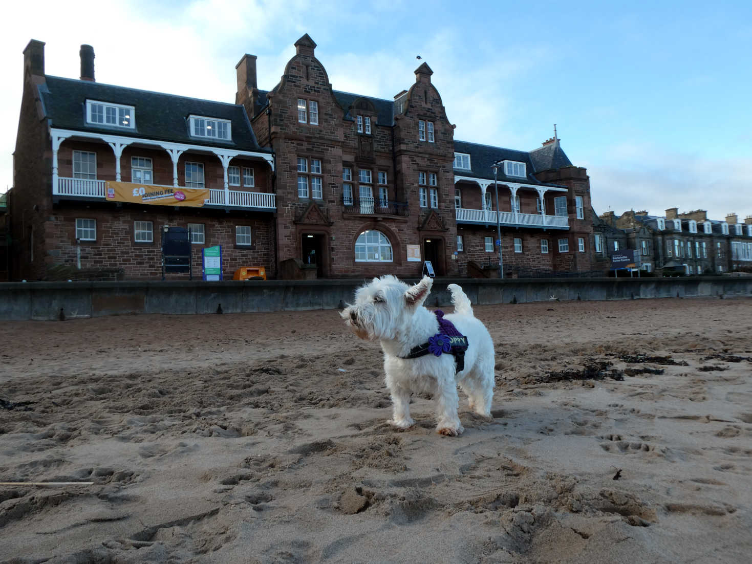 poppy the westie on Portobello Beach