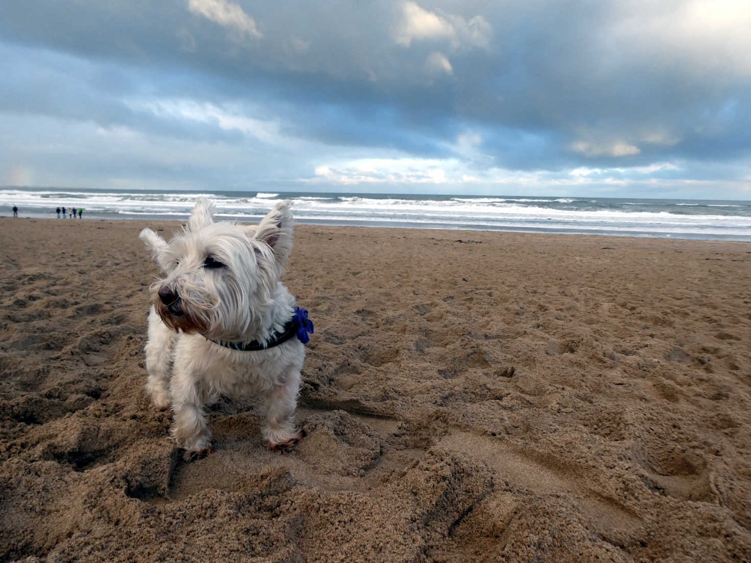 poppy the westie on cresswell beach