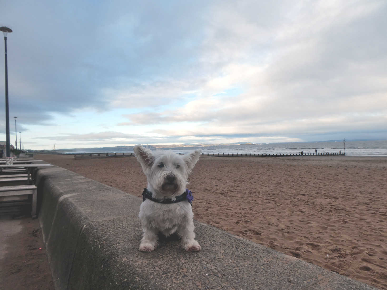 poppy the westie on the prom at portobello