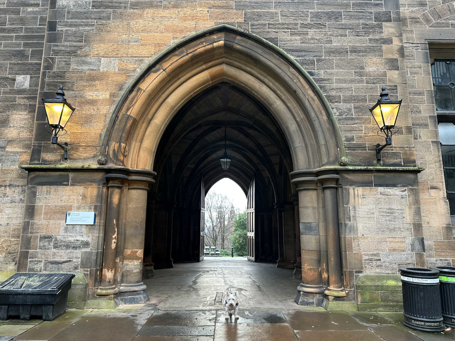 poppy the westie outside glasgow uni