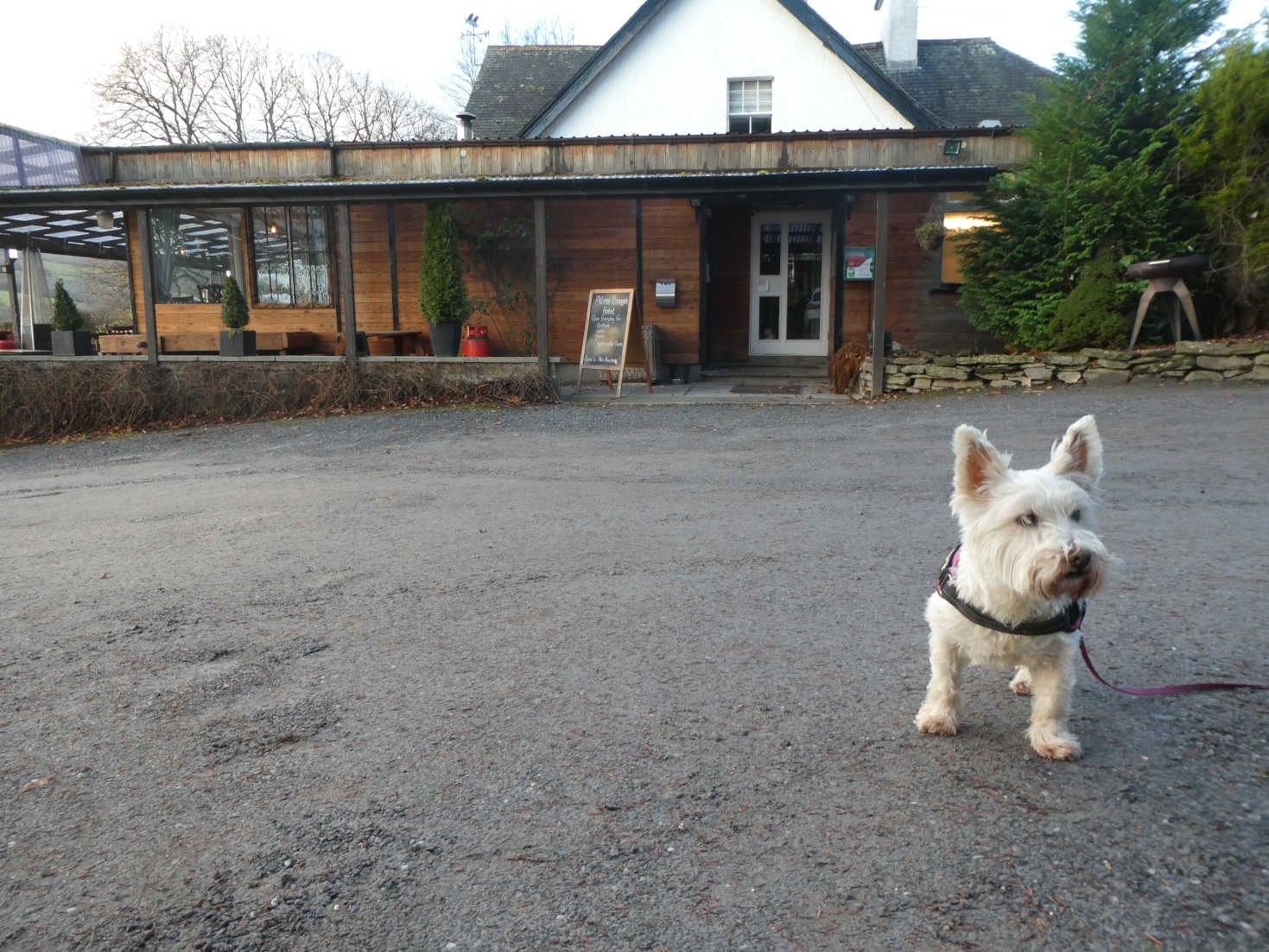 poppy the westie outside the Ailean Chraggan Hotel