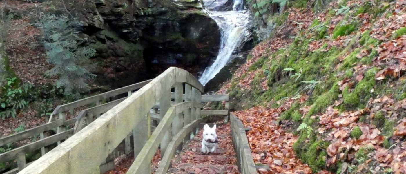 Poppy goes to Aberfeldy