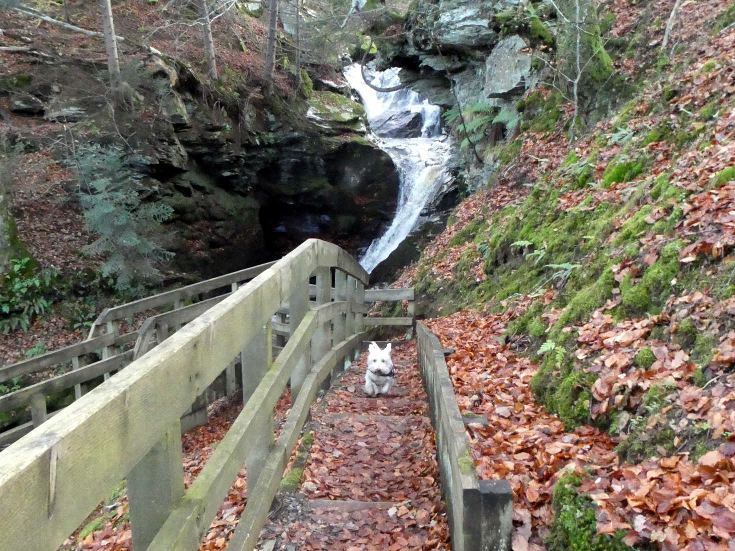 poppy the westie running at the falls of acharn
