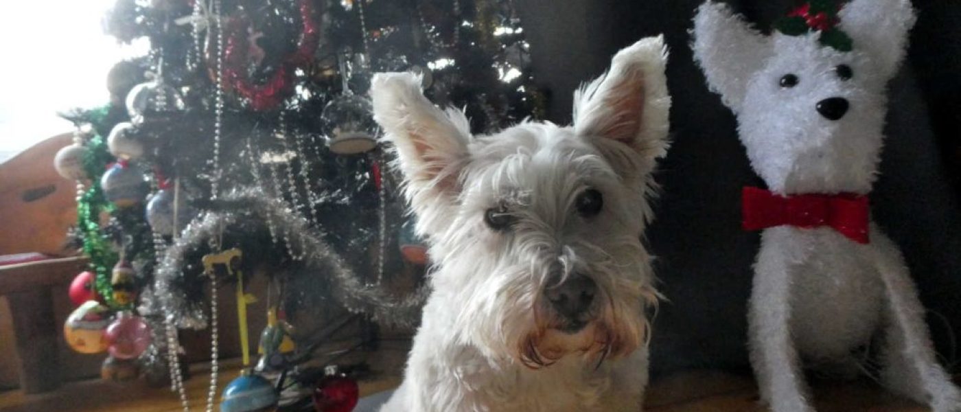 Different Santa Claws Day