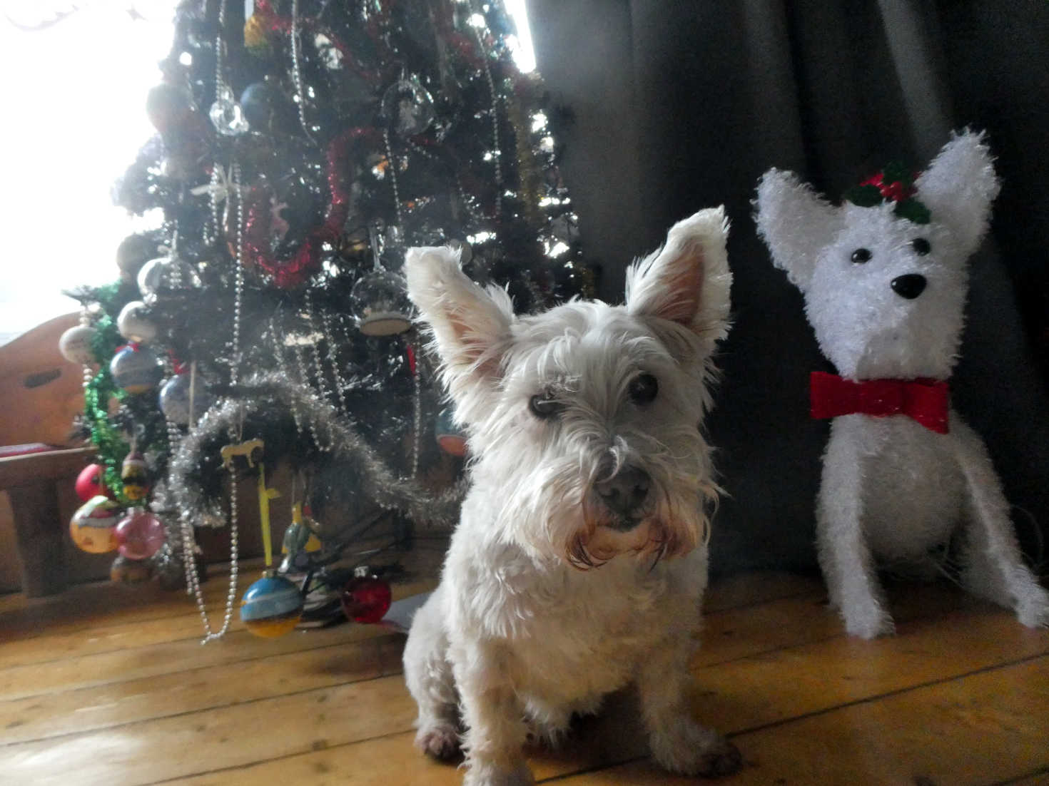 poppy the westie with poppy 3
