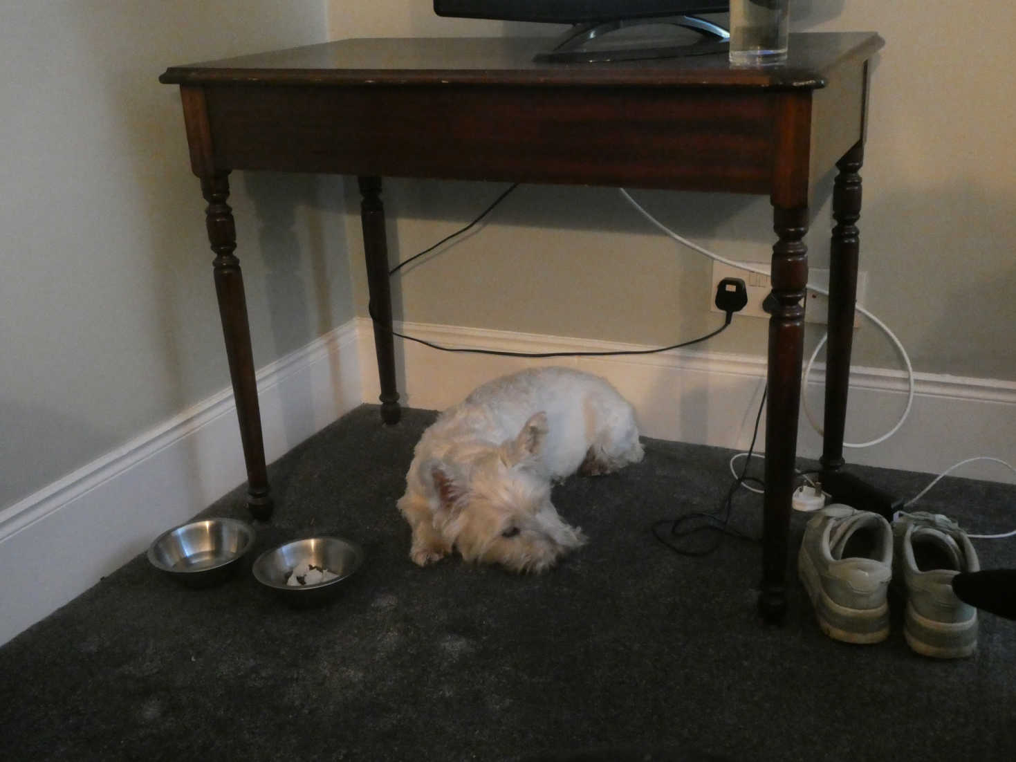 poppy the westies spot