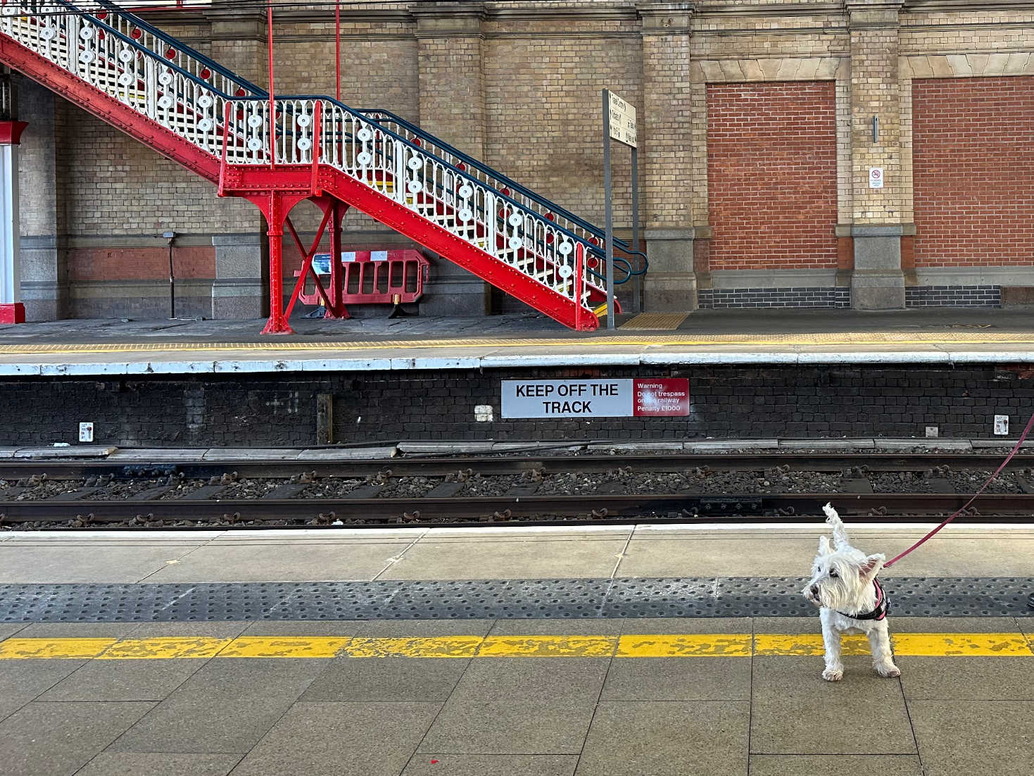 poppy the westie at preston