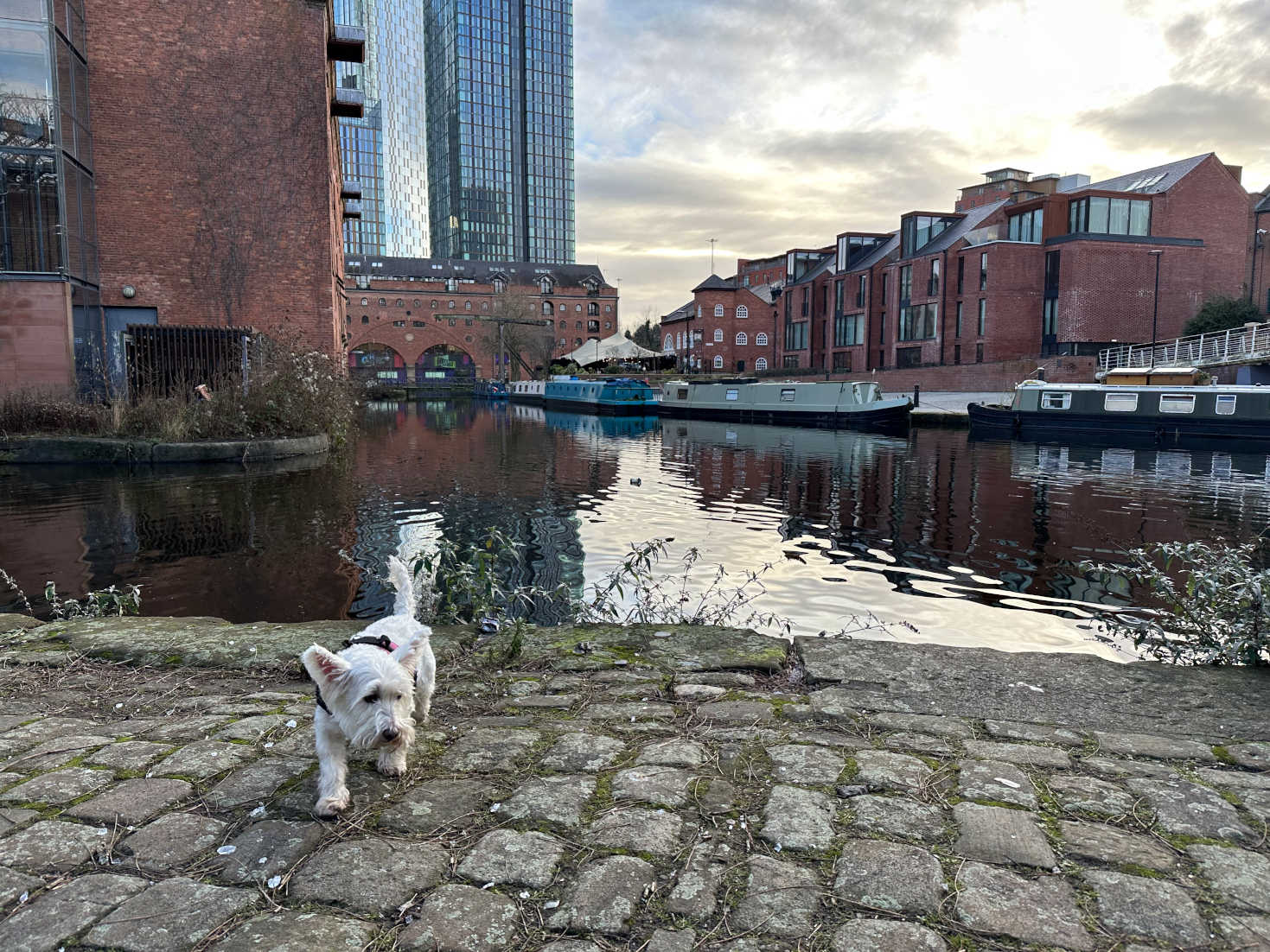 poppy the westie at the canal basin