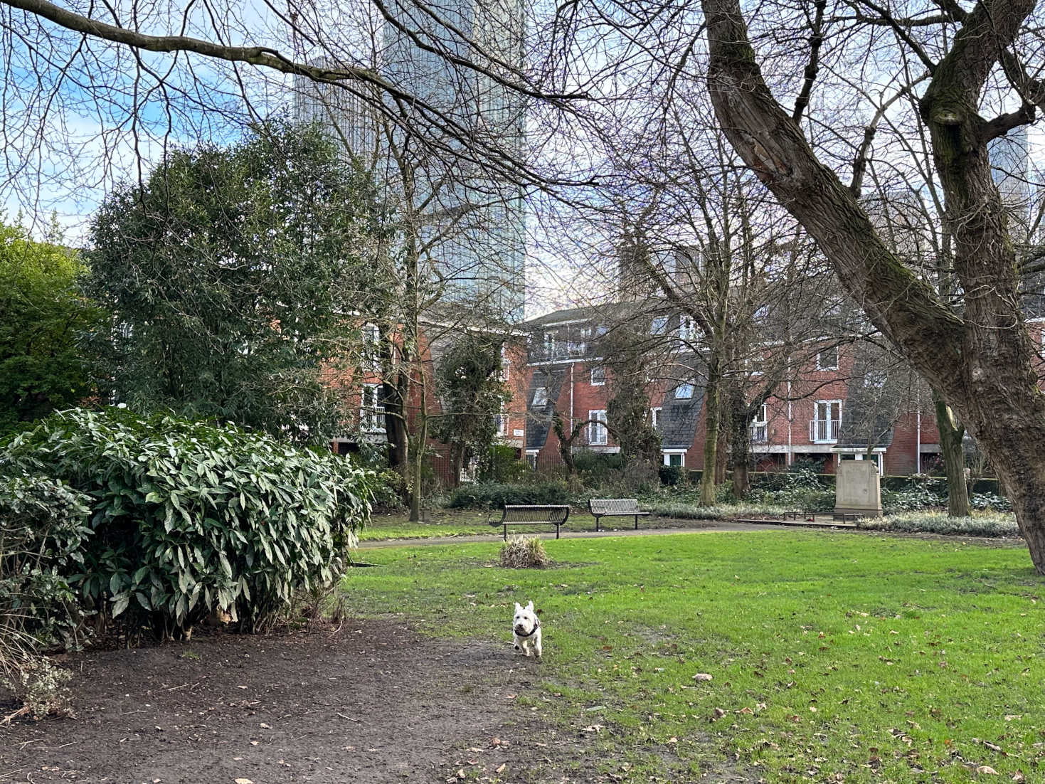 poppy the westie hunting squirrels in manchester