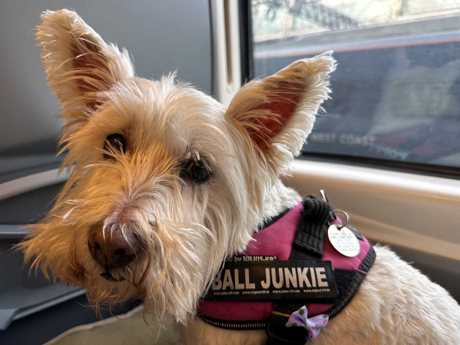 poppy the westie on the train to preston