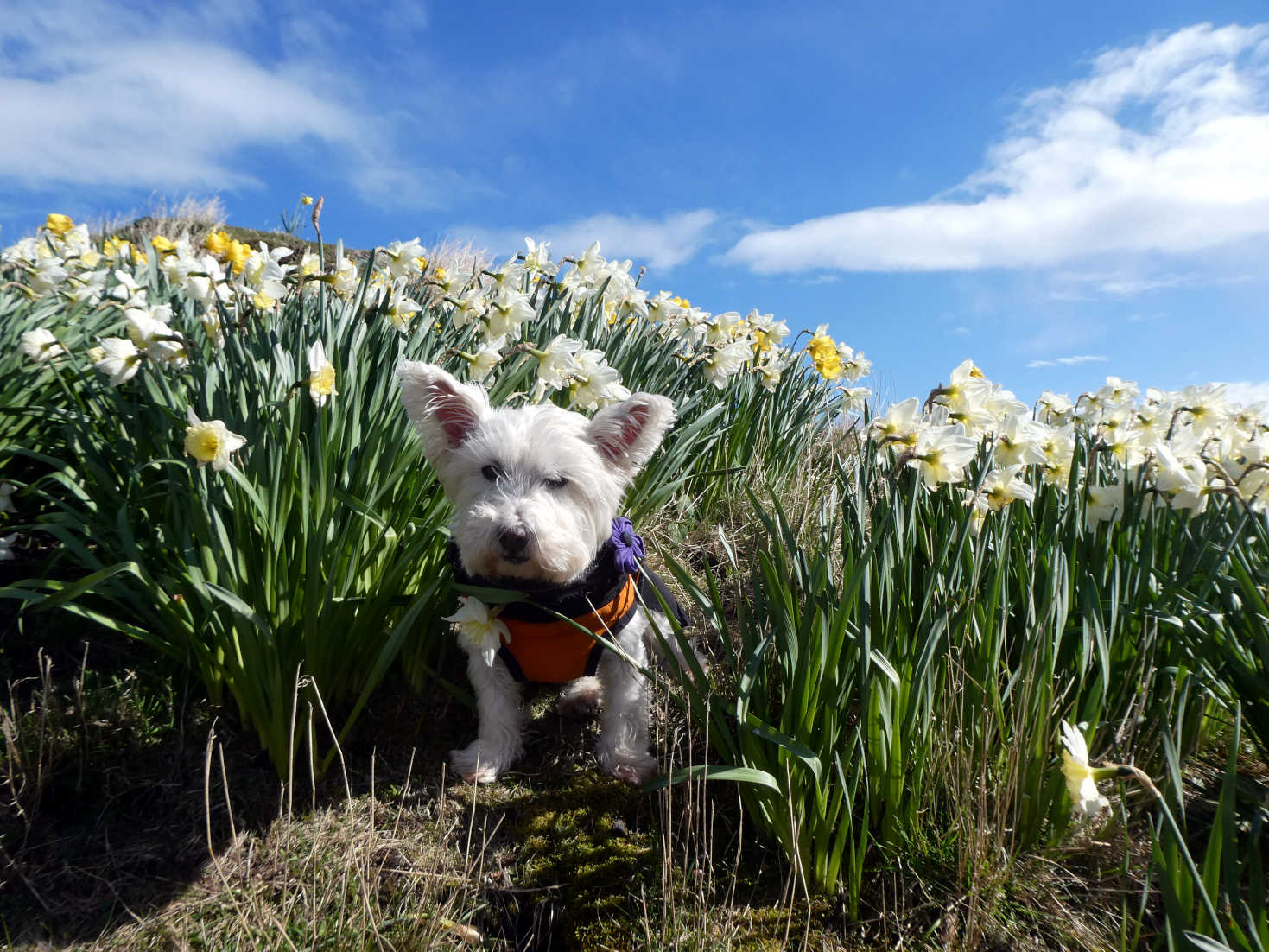 poppy the westie Springtime