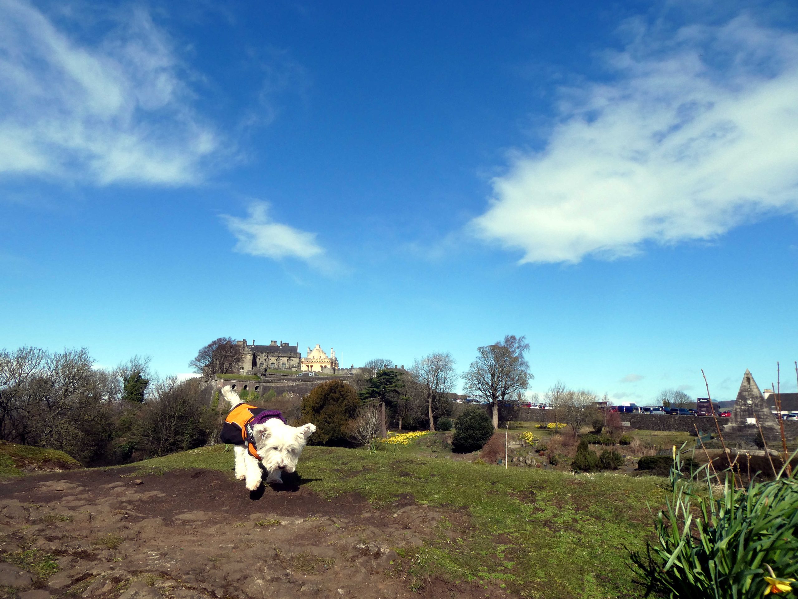 poppy the westie explores Stirling