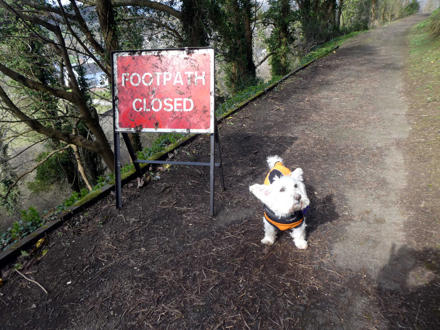 poppy the westie ignores the sign
