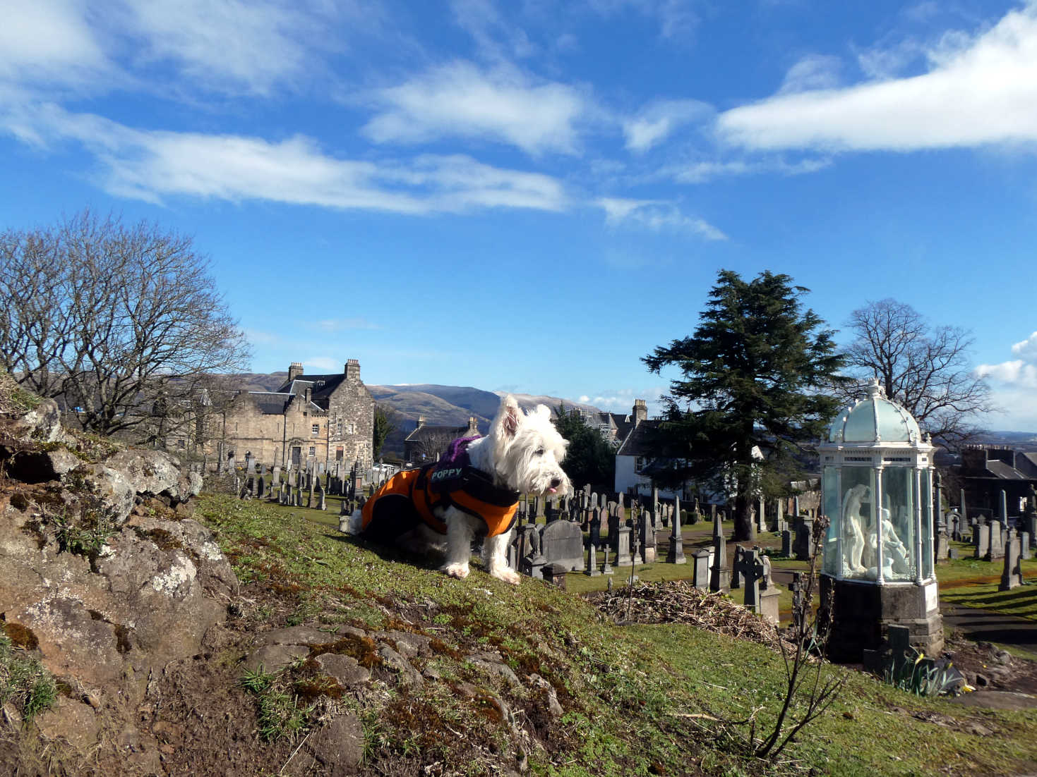 poppy the westie in the Holy Rude