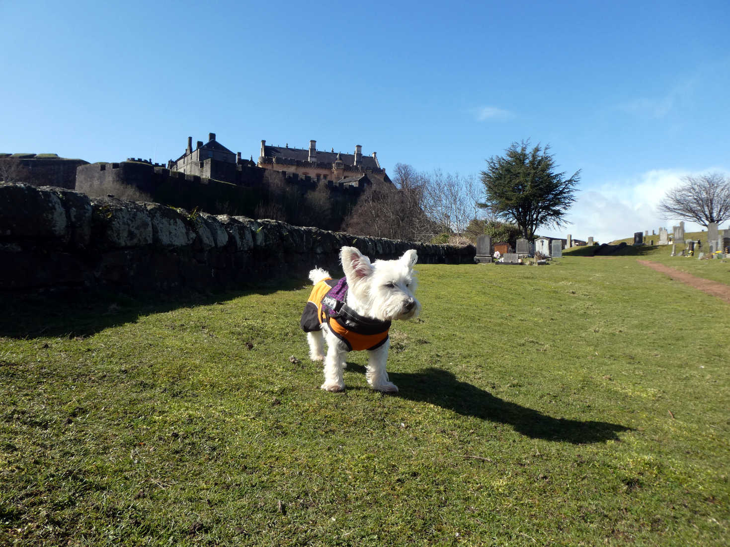 poppy the westie outside Stirling Castle