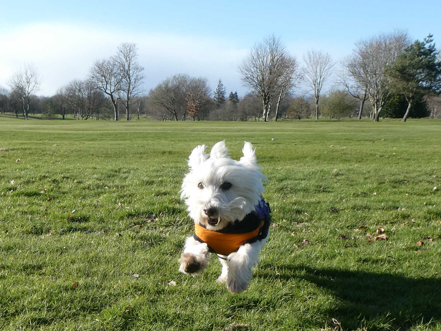 poppy the westie running in kings park stirling