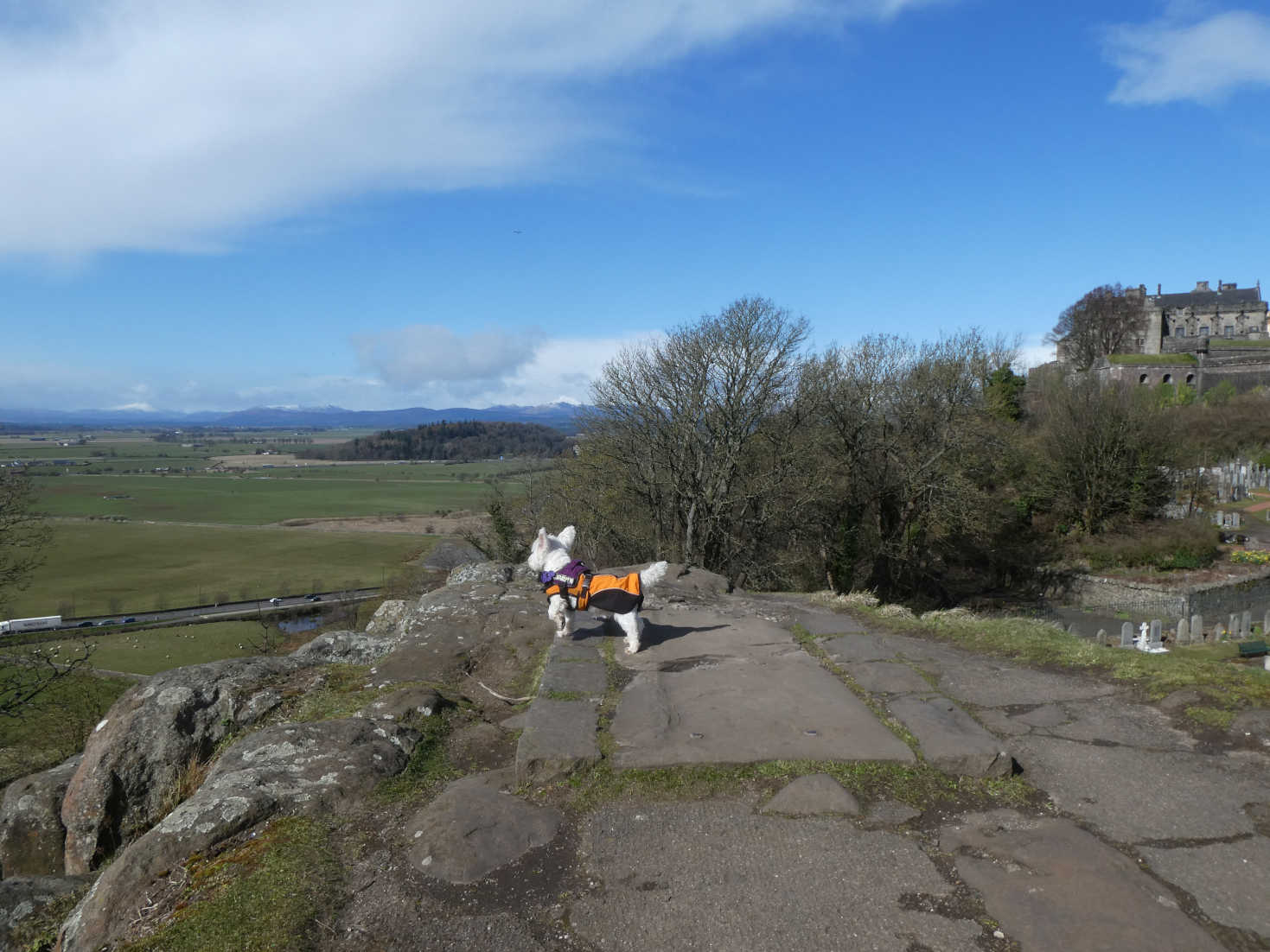 poppy the westie surveys stirlingshire