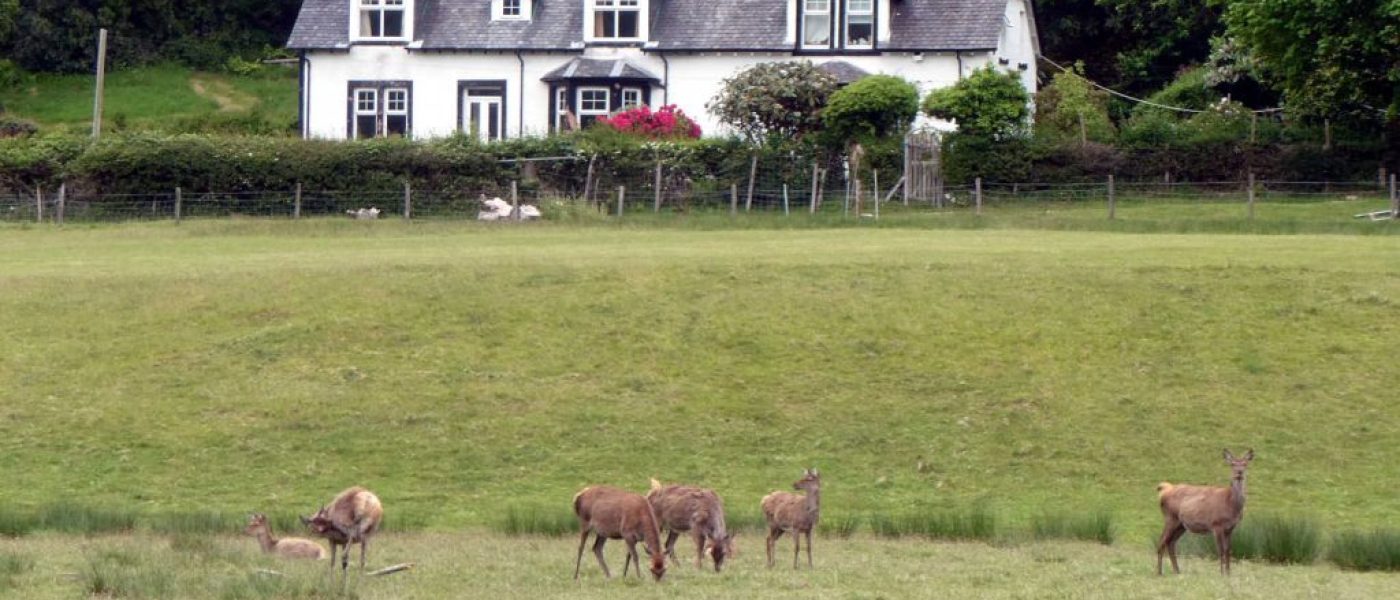 Deer Stalker Poppy