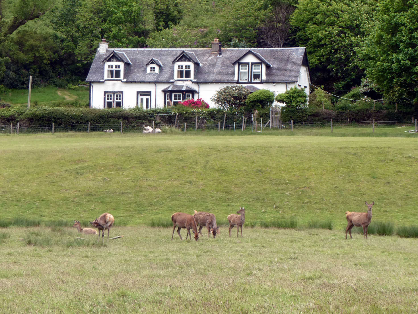 lochranza golf course