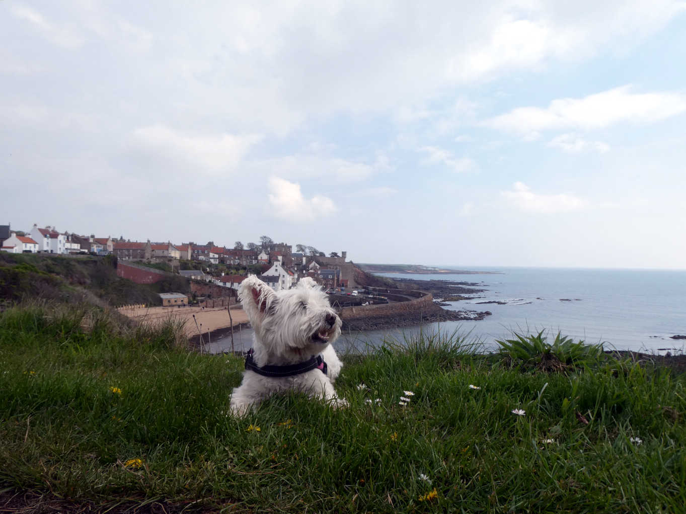 poppy the westie above crail harbour