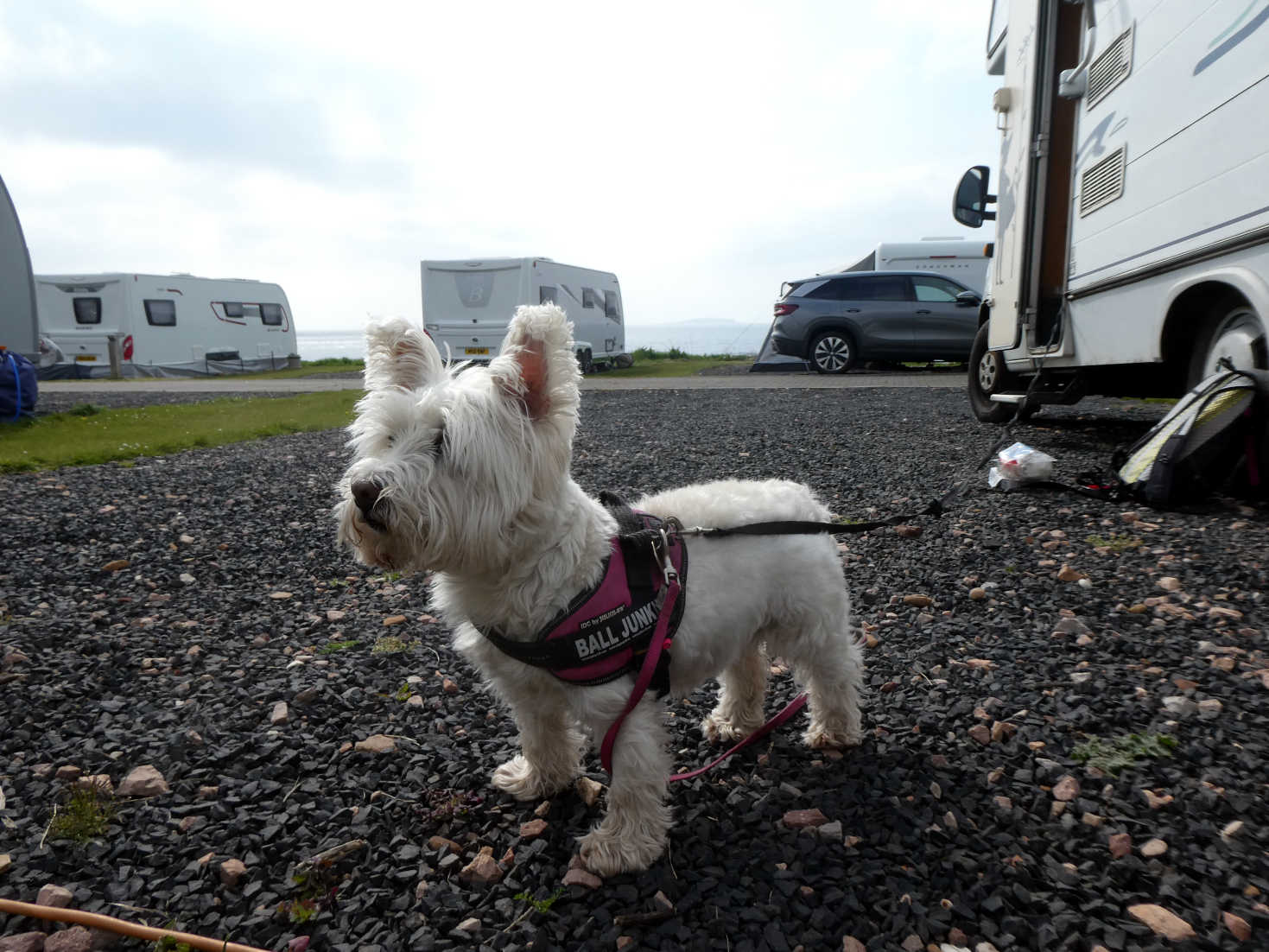 poppy the westie at crail campsite