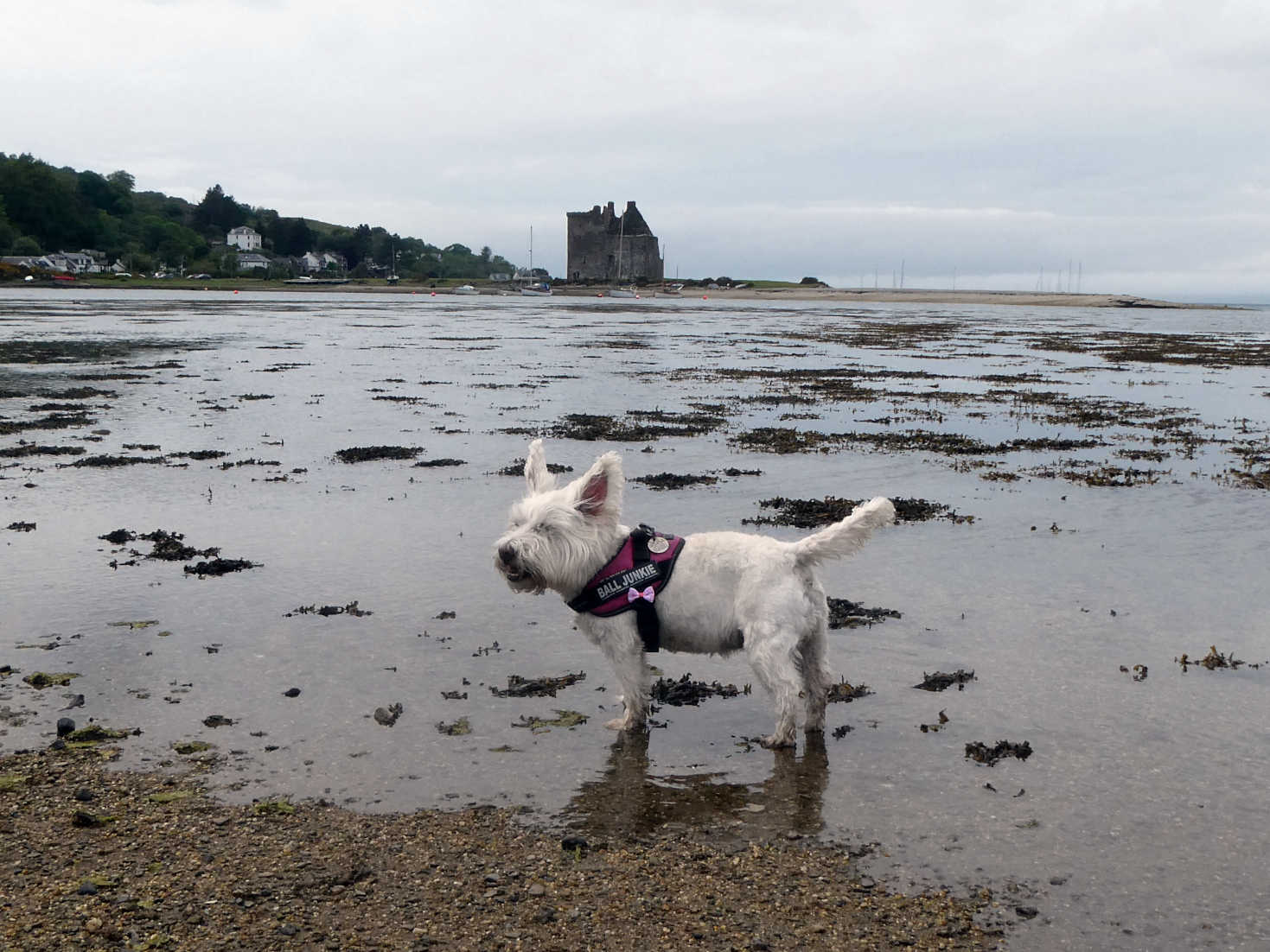 poppy the westie at lochranza bay