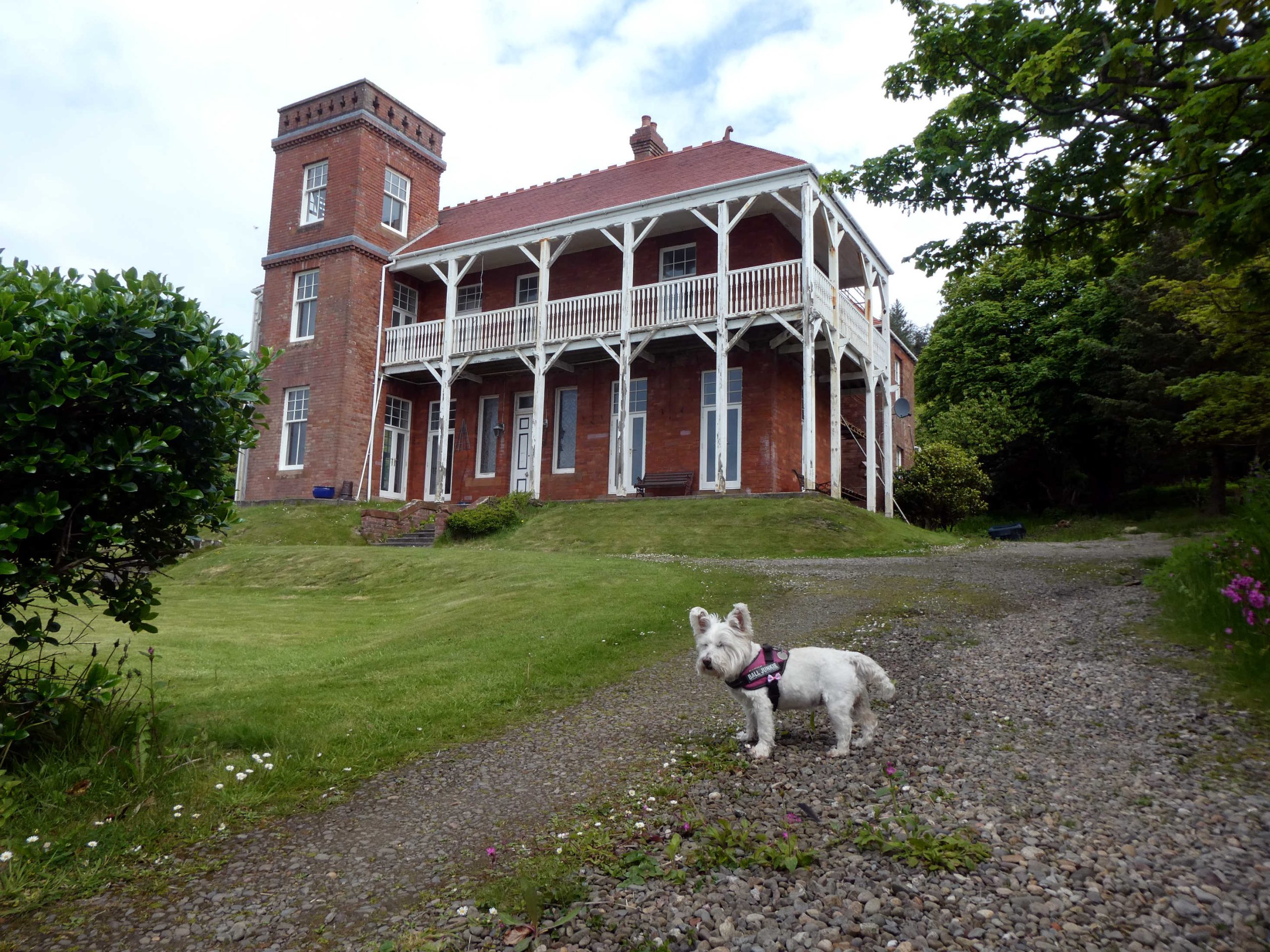 poppy the westie at the Saxon House Kildonan