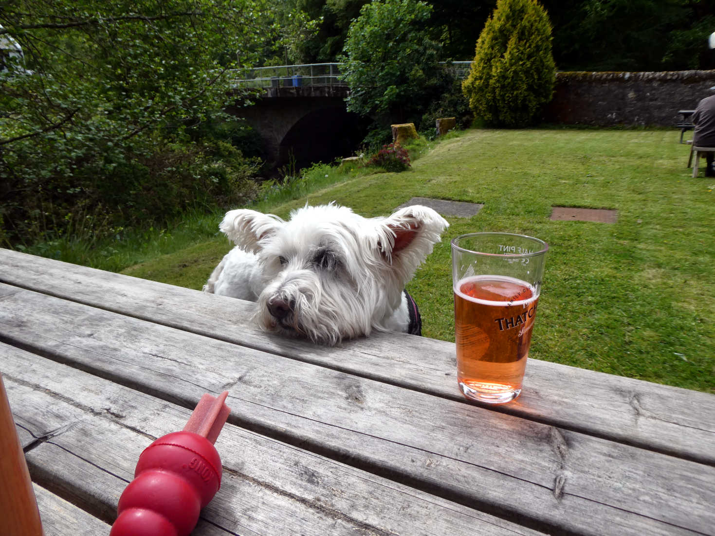poppy the westie at the lagg inn