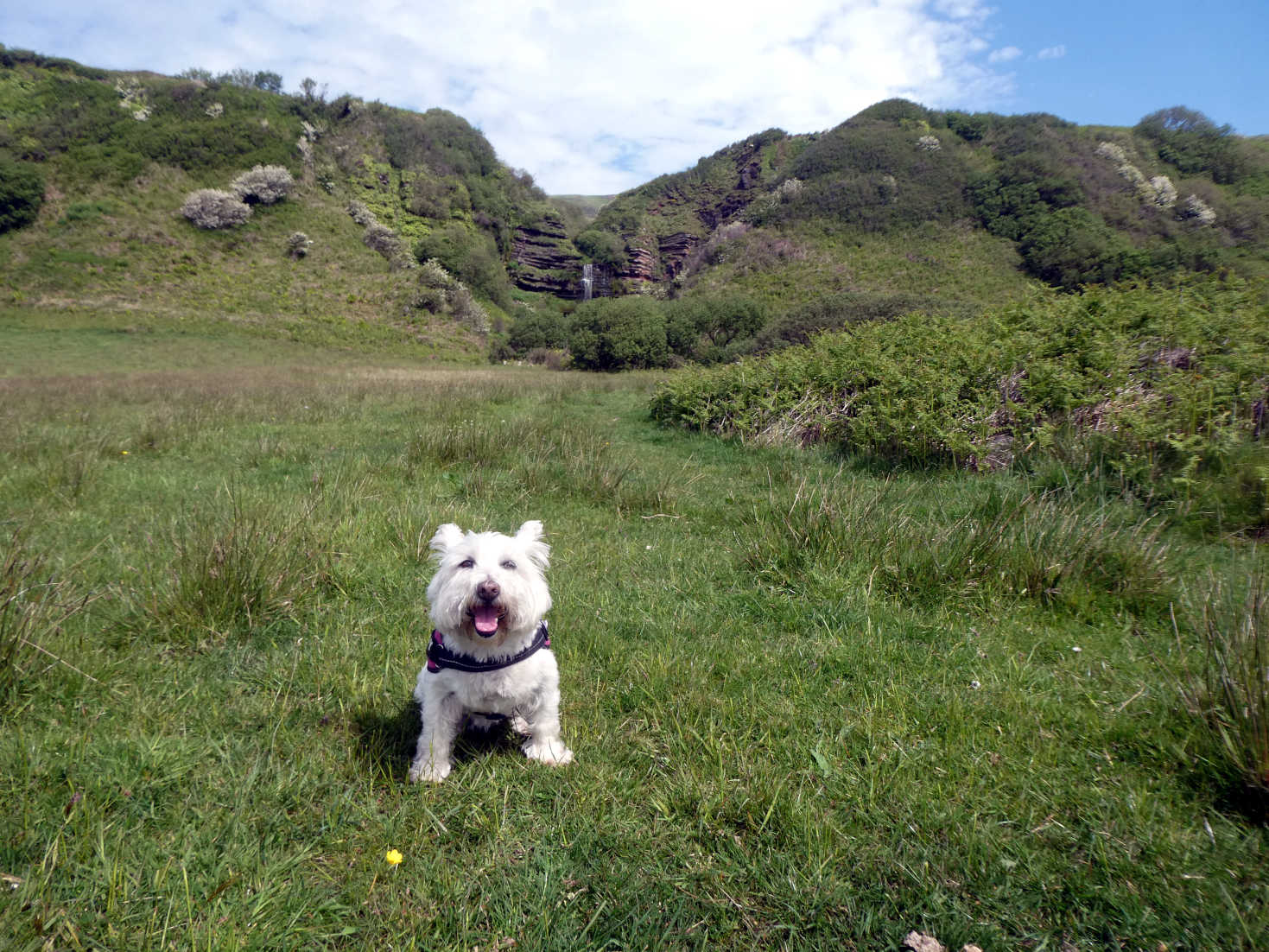poppy the westie at the waterfall